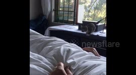 Adorable tiny kitten falls learning to jump