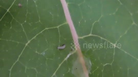 Monarch Butterfly 13 eggs hatch