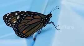 Monarch Butterfly keep coming Laying more eggs in my garden