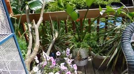 Monarch Butterflies Finally Recognise My Garden as Home Sweet Home