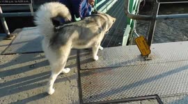Ouch My Paws Hurt Alaskan malamute Sojou goes over metal footbridge