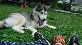 Thunder Alaskan Malamute Sojou Going Crazy