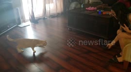 That's My Shoe Human!