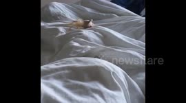 Adorable tiny kitten falls learning to jump