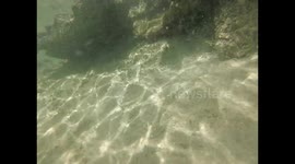 GoPro of a Lion Fish