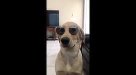 Adorable puppy wears sunglasses!