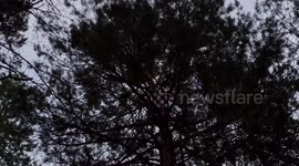 Storks feeding their babies on trees