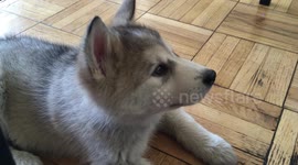 Adorable Husky/Shepherd puppy has hiccups shake his whole body