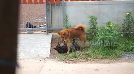 A vicious dog fight on the street at a rural village in Thailand.