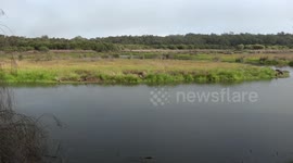Wet Kangaroos graze while frogs serenade them