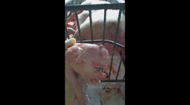 The strange piglet resembles an elephant