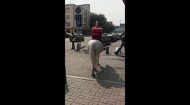 In Yekaterinburg, horse courier delivery appeared.