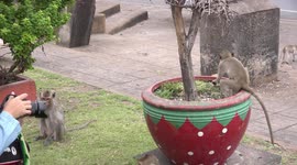 Crazy monkeys all over the place at Lopburi, Thailand.
