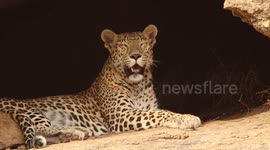 Indian leopardess seen gasping to cool off after unsuccessful hunt