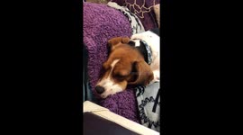 Dreaming Pup