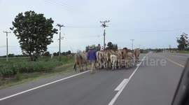 A farmer walks his cow along a road in rural Thailand, you can see the Thai flag, and hear the sound of bells on some of the cows necks.
