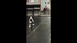 Beagle puppy gets scared of her own reflection