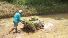 A rice farmer using a machine to plant rice seedlings in a paddy field.