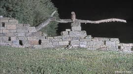 Amazing stormy clip of tawny owl chick not scared of lightning