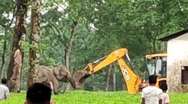 Raging mother elephant attacks excavator team rescuing her trapped baby