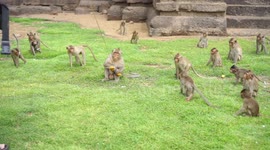 A clever monkey cuts a string with his teeth and runs off with a banana