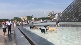 Happy dogs 'Louvre' using the museum pool to cool off during record heat wave in Paris