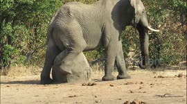 Huge African elephant has an itch he just can't scratch