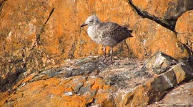 A Lonely Chick