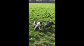 2 dogs always bring frisbee back together