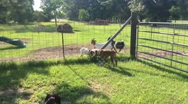 Bully goat! Small goats with heads stuck in fence get rammed by bigger jerk goat on Texas farm