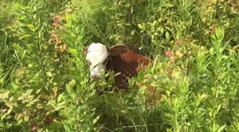 Farmer plays hide and seek with baby calf that mother cow doesn't want him to find