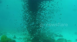 Jellyfish Swarm Shuts Down Philippine Beach