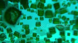 Calming footage shows swarms of jellyfish that shut down Filipino beach