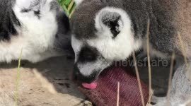 Lemurs lick ice lollies to cool off in the UK heatwave
