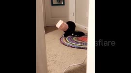 Confused cat shakes and dances to get paper bag unstuck from head