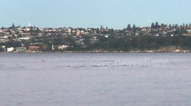 Pod of dolphins spotted swimming off Sydney's harbour