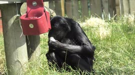 Protective bonobo mother takes care of newborn amid scorching heat at UK zoo