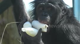 Bonobo apes at Twycross Zoo cool down with ice treats during UK heatwave