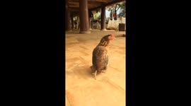 'Penguin-like' chicken walks in style around Vietnamese farm