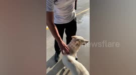 Hapless dog stands outside shopping mall all day waiting for owner