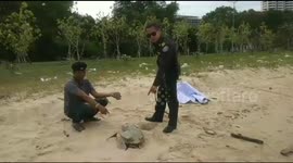 Turtle found dead with a stomach full of plastic pollution 'it mistook for food'