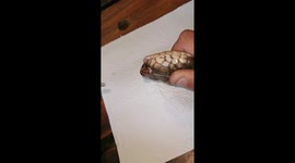 Grisly surgery to remove infected eye cap from a snouted cobra