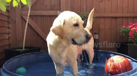 Cooling down in the heatwave. Slowmotion dog.