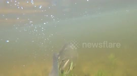 got cool underwater video of fish while fishing