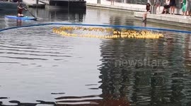 The Annual Rubber Duck Race Long Version