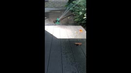 Sprinkler water turns to steam on contact with surface during UK heatwave
