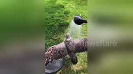 UK man gives his falcon a much needed cold shower as heatwave intensifies