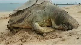 Sea turtle found dead with stomach full of plastic on Thai beach