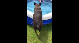 The cutest pool entry ???? https://t.co/TGjMjRmpzp
