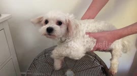 Dog swims through the air... When it’s 32° outside and you just need to cool off...